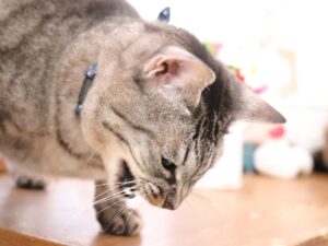 吐いちゃった！犬や猫が嘔吐する仕組みや原因について解説します。